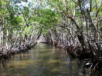 Cape Coral Vacation Rentals Mangroves