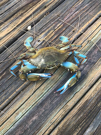 Cape Coral Vacation Rentals blue crab at dock