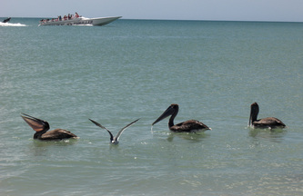 Cape Coral Vacation Rentals Pelican watching