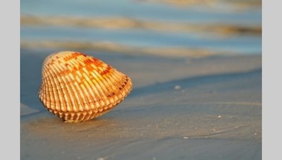 Cape Coral Vacation Rentals Shell collecting