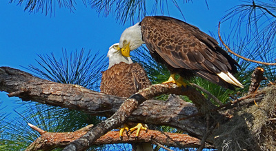 Cape Coral Vacation Rentals Eagle watching