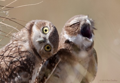 Cape Coral Vacation Rentals Burrowing Owls