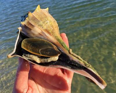 Cape Coral Vacation Rentals Shells